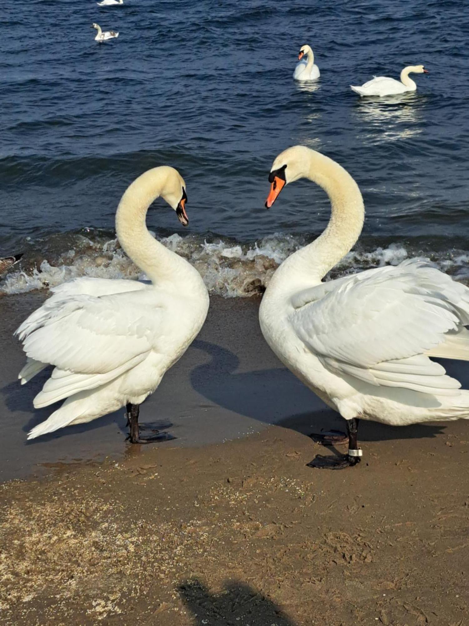 Baltic Pearl Lägenhet Sopot Exteriör bild